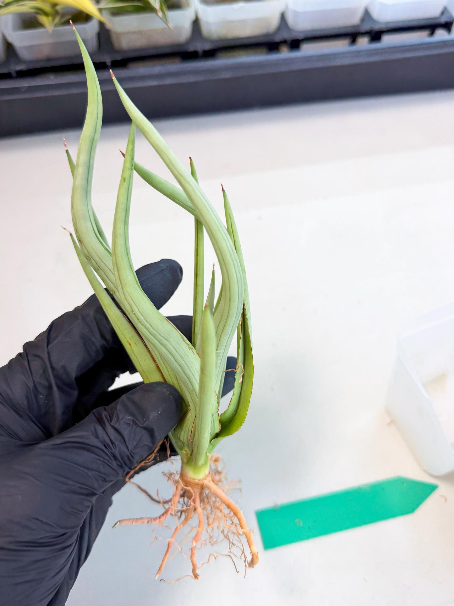 Sansevieria Dancing Dragon (ca4) (g) | Rare Hybrids