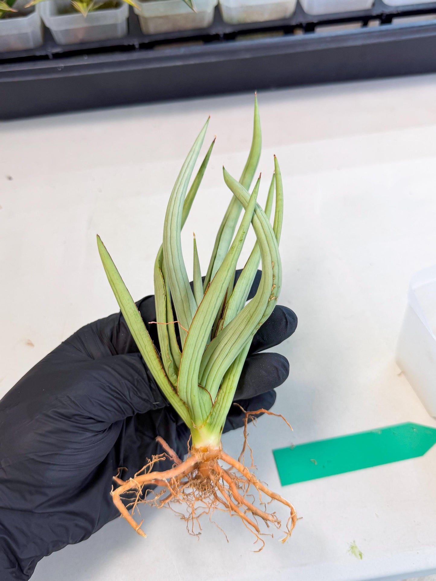 Sansevieria Dancing Dragon (ca4) (g) | Rare Hybrids