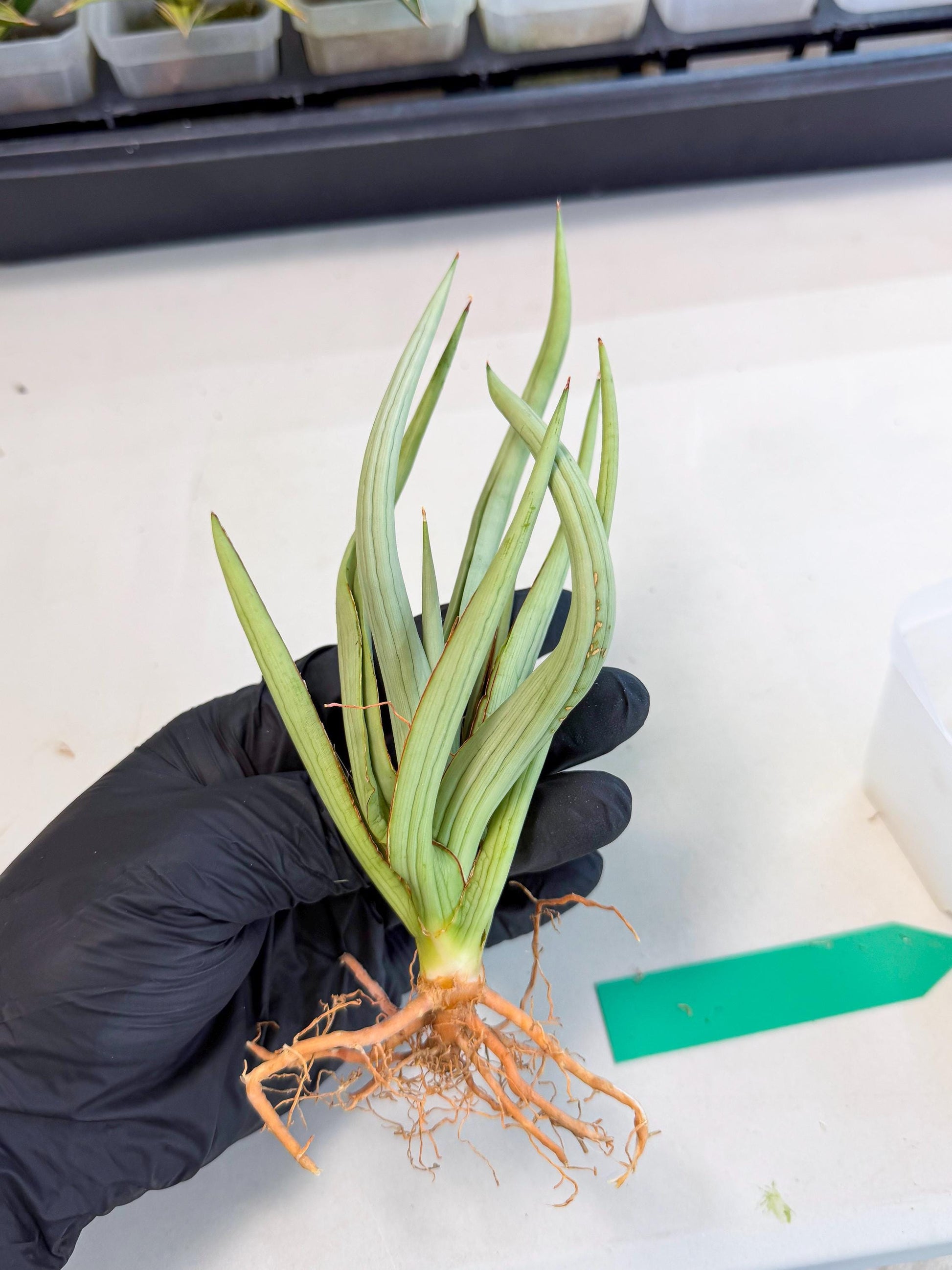 Sansevieria Dancing Dragon (ca4) (g) | Rare Hybrids