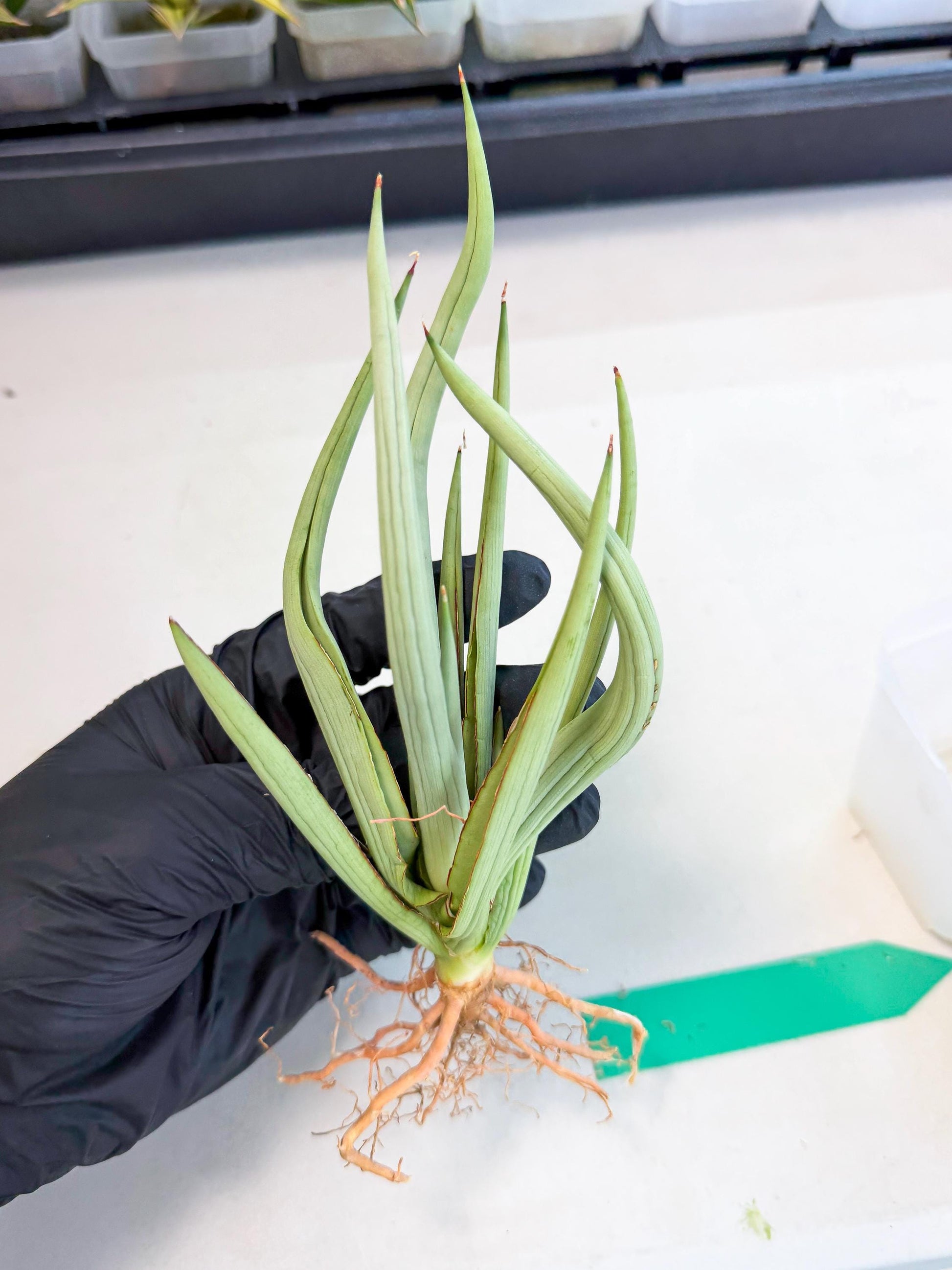 Sansevieria Dancing Dragon (ca4) (g) | Rare Hybrids