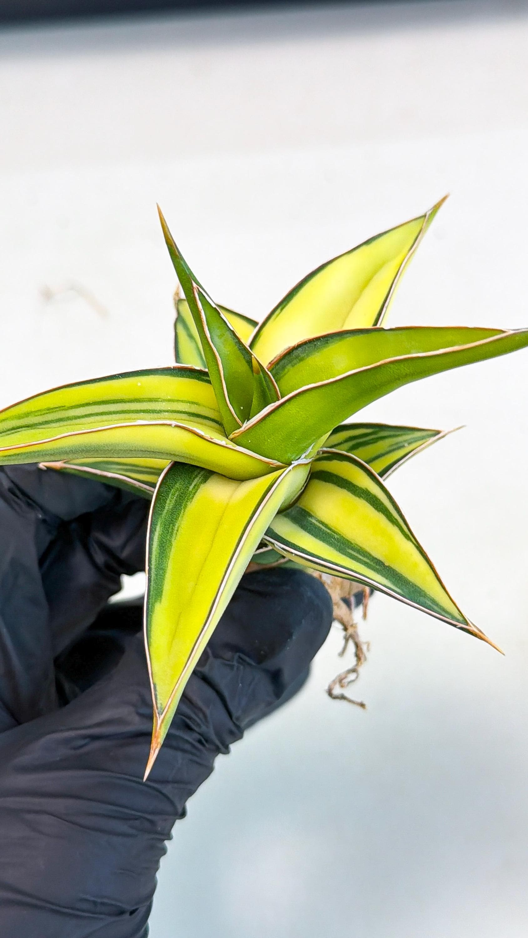 Sansevieria 23251 Var (ca4) (2) | Imported