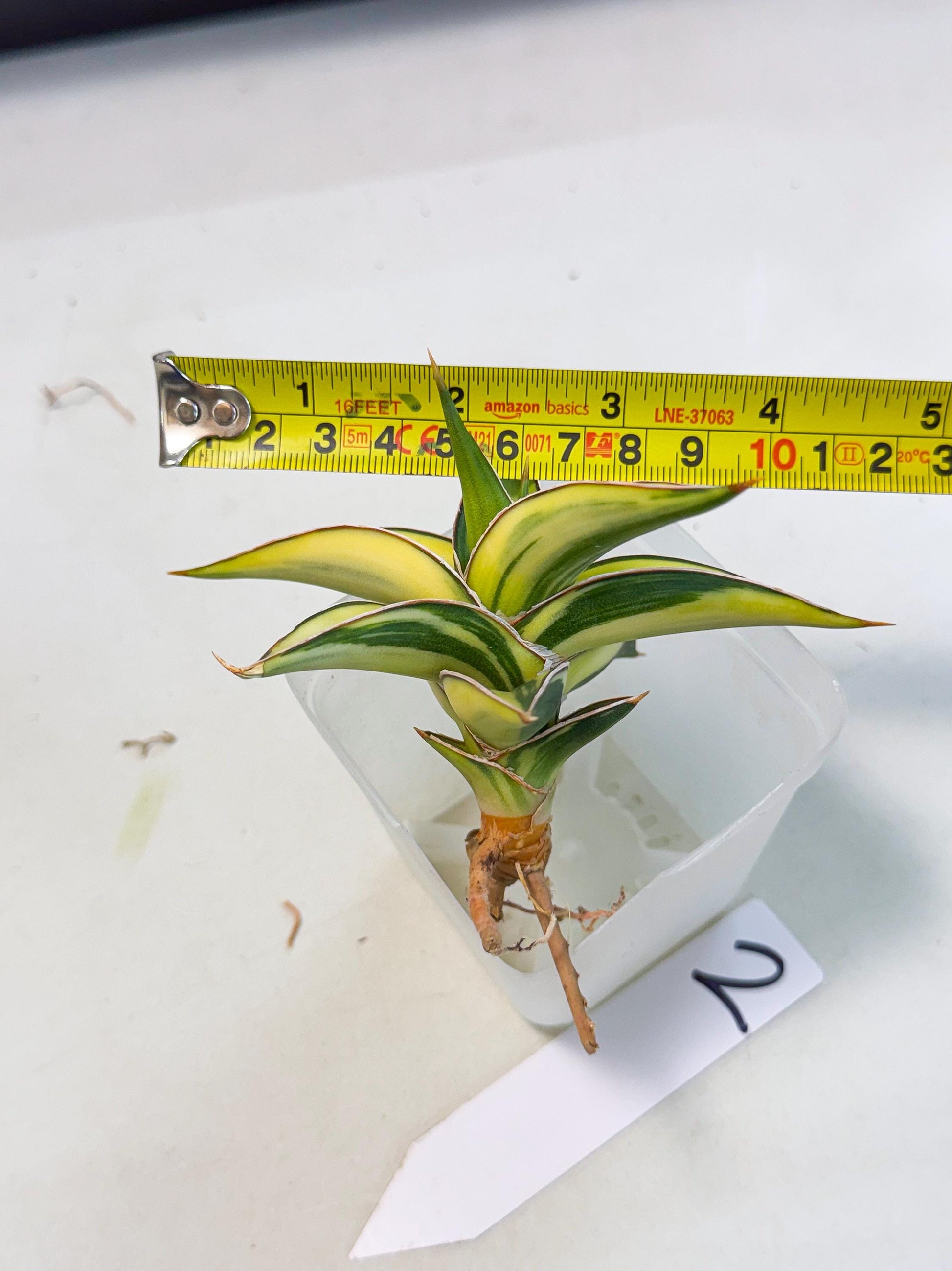 Sansevieria 23251 Var (ca4) (2) | Imported