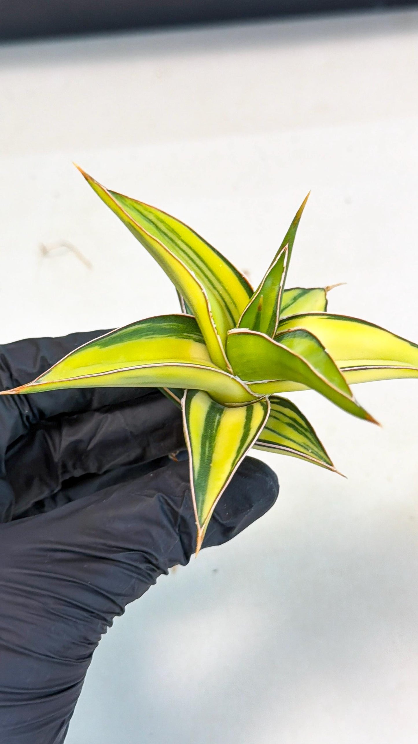 Sansevieria 23251 Var (ca4) (2) | Imported