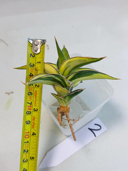 Sansevieria 23251 Var (ca4) (2) | Imported