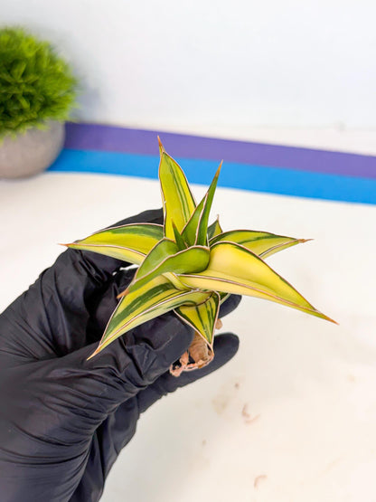 Sansevieria 23251 Var (ca4) (2) | Imported