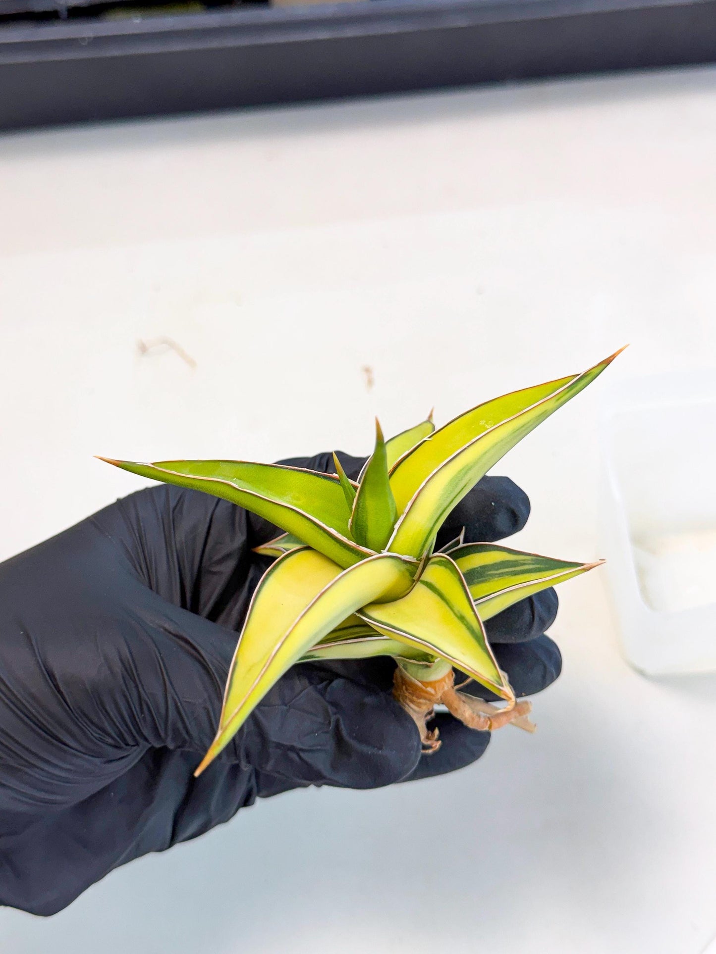 Sansevieria 23251 Var (ca4) (2) | Imported