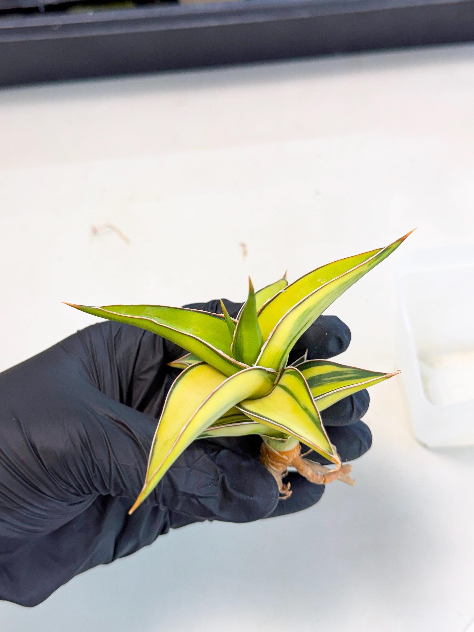 Sansevieria 23251 Var (ca4) (2) | Imported