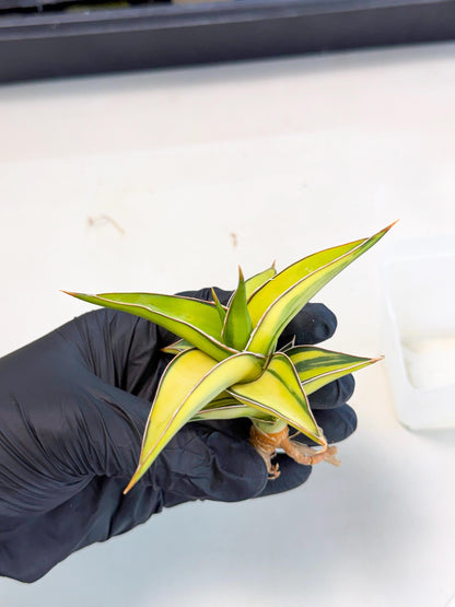 Sansevieria 23251 Var (ca4) (2) | Imported