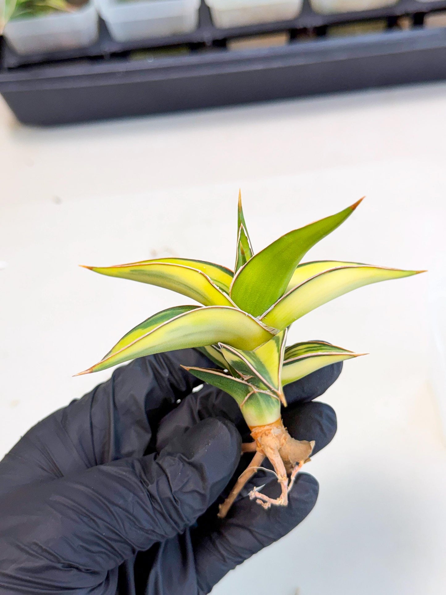 Sansevieria 23251 Var (ca4) (2) | Imported