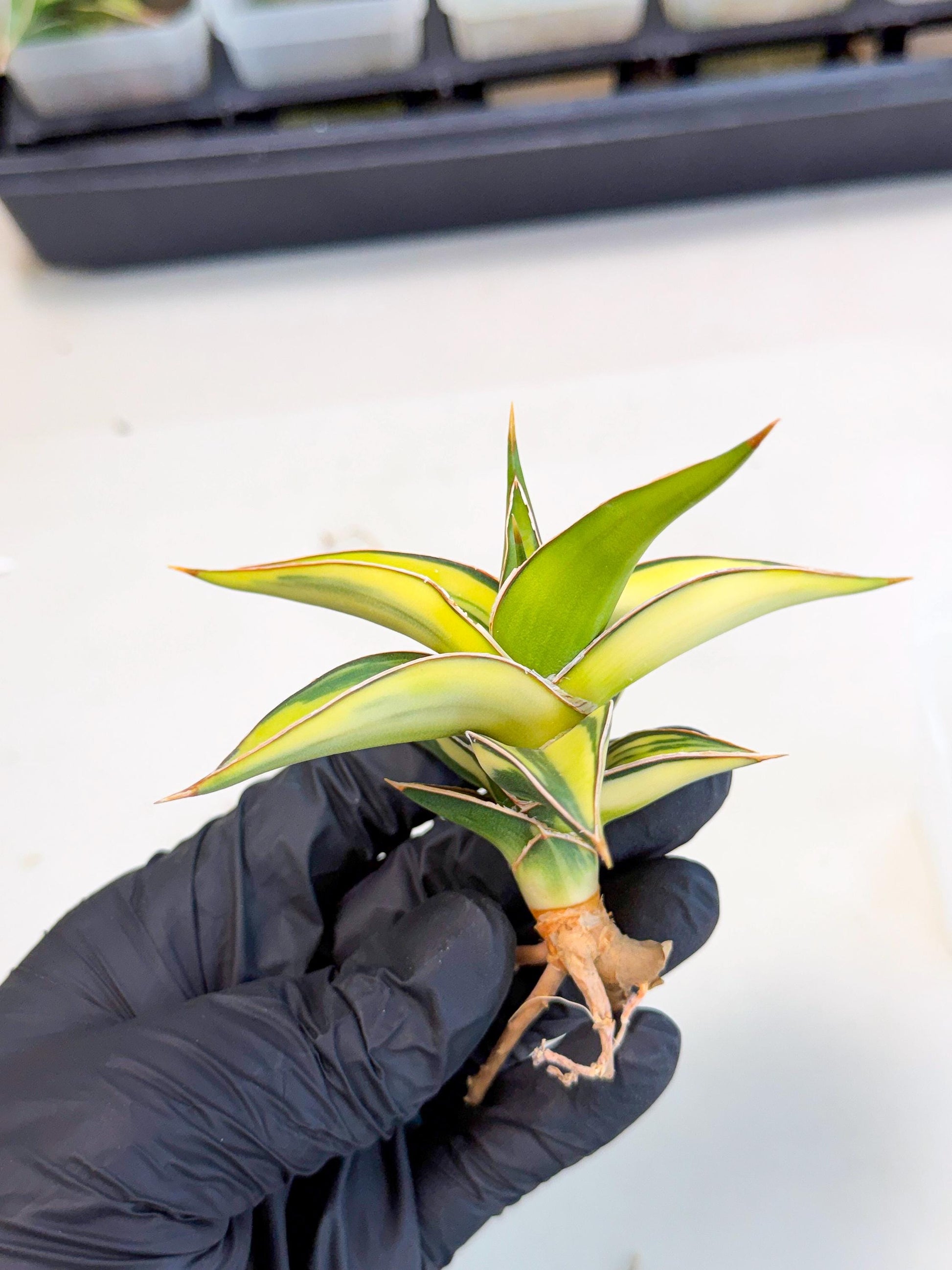 Sansevieria 23251 Var (ca4) (2) | Imported