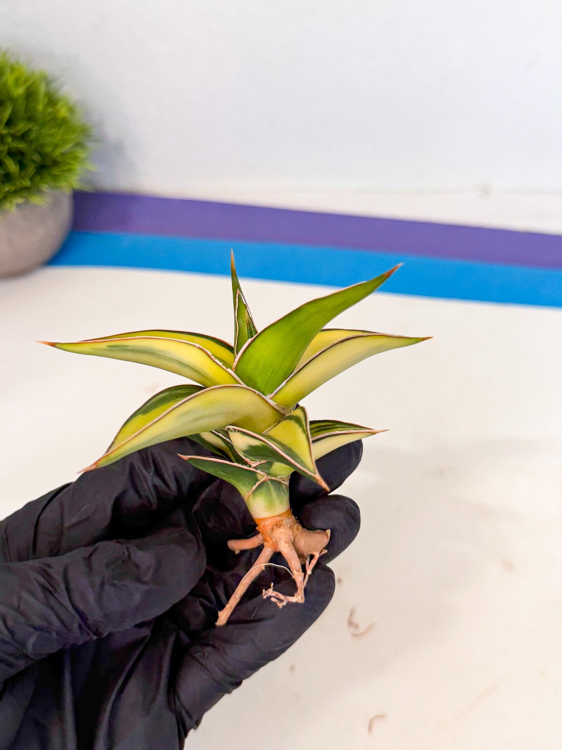 Sansevieria 23251 Var (ca4) (2) | Imported