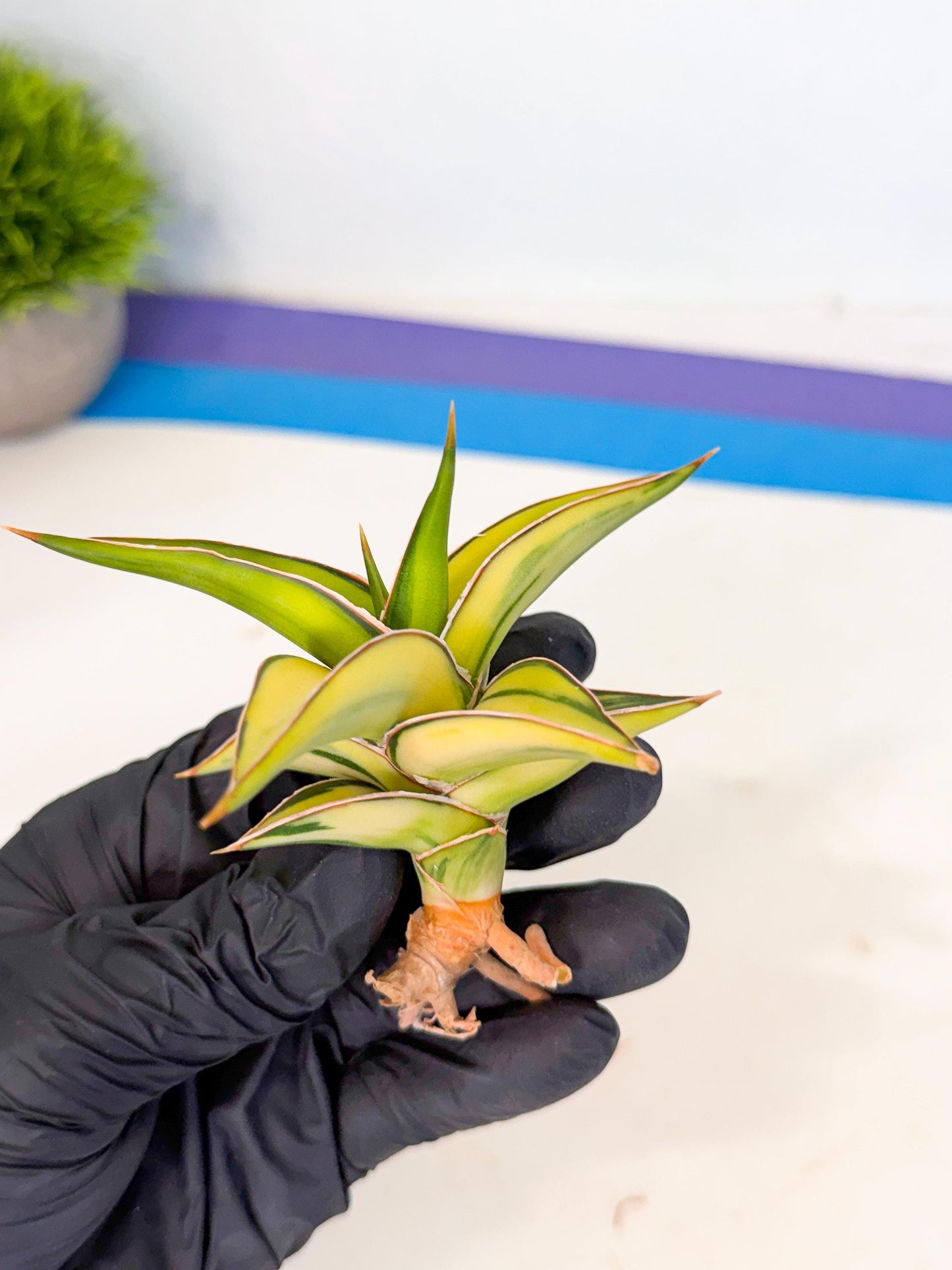 Sansevieria 23251 Var (ca4) (2) | Imported