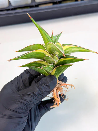 Sansevieria 23251 Var (ca4) (3) | Imported