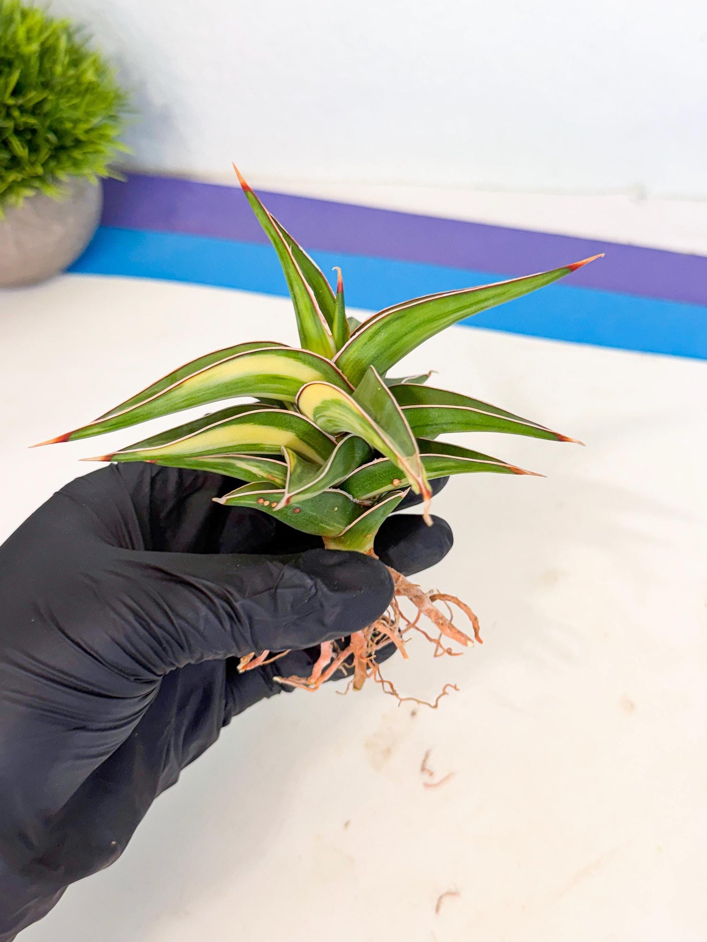 Sansevieria 23251 Var (ca4) (3) | Imported