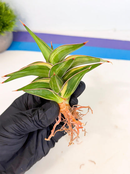 Sansevieria 23251 Var (ca4) (3) | Imported