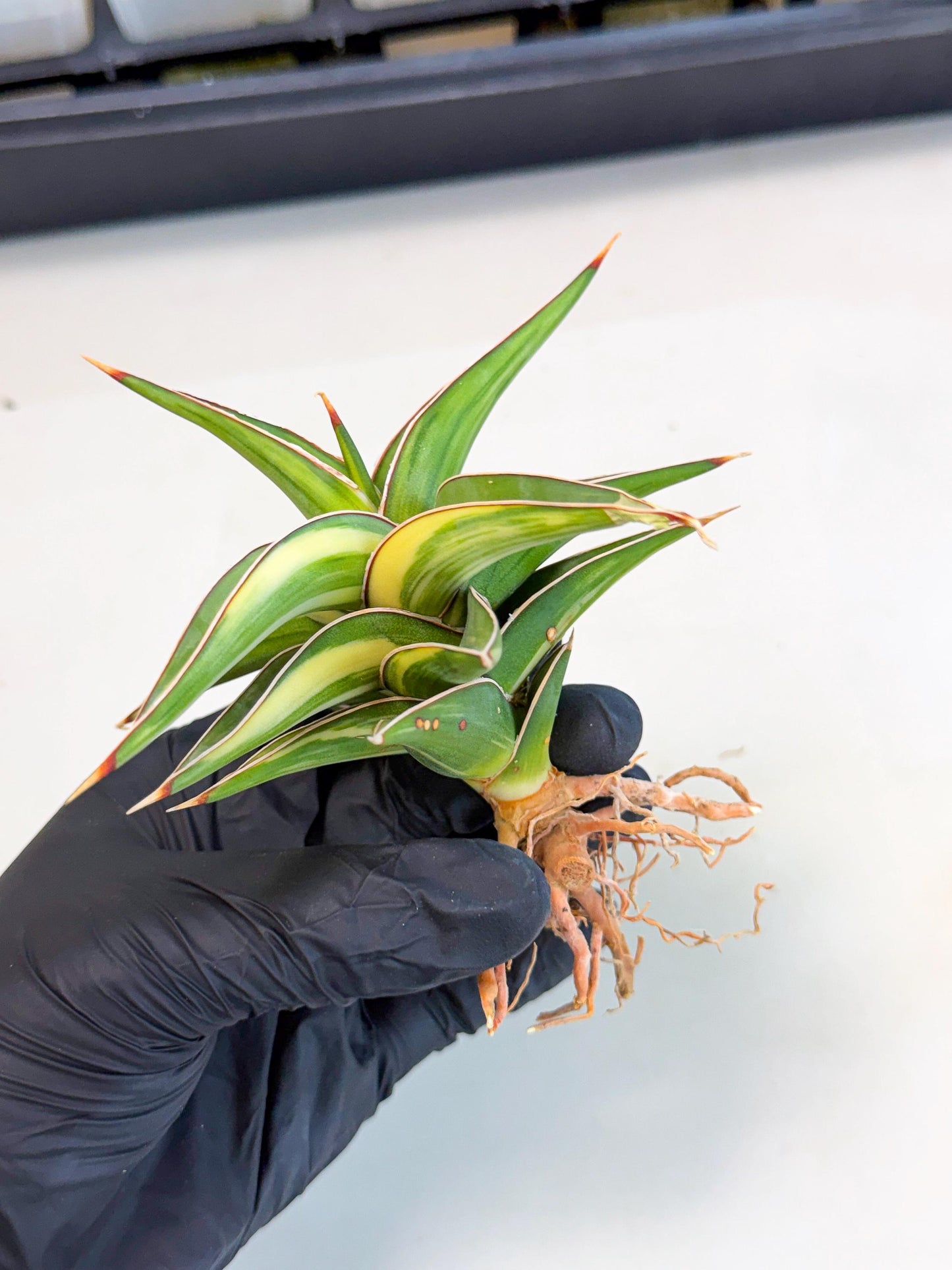Sansevieria 23251 Var (ca4) (3) | Imported