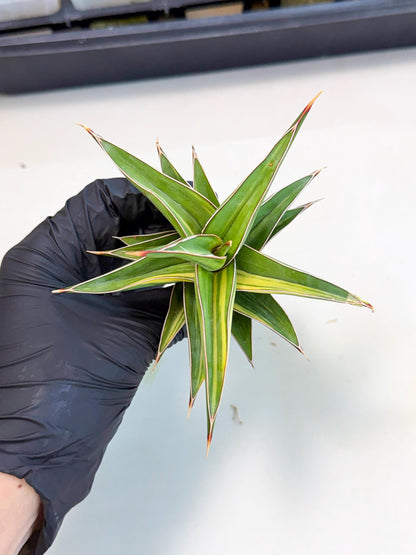 Sansevieria 23251 Var (ca4) (3) | Imported