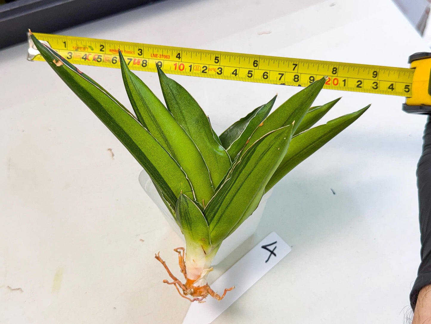 Sansevieria Adaman Var (ca4) (4) | Imported House Plants
