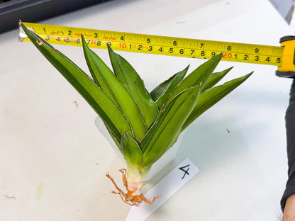 Sansevieria Adaman Var (ca4) (4) | Imported House Plants