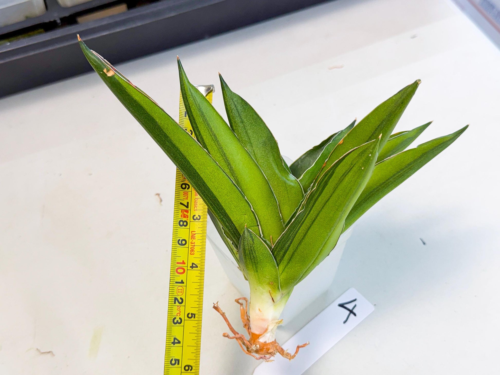 Sansevieria Adaman Var (ca4) (4) | Imported House Plants