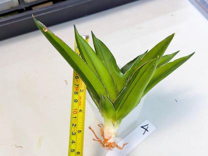 Sansevieria Adaman Var (ca4) (4) | Imported House Plants