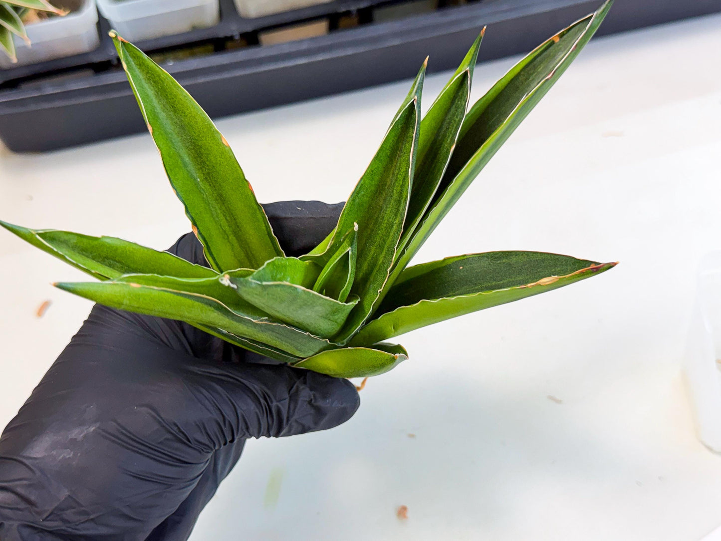 Sansevieria Adaman Var (ca4) (4) | Imported House Plants