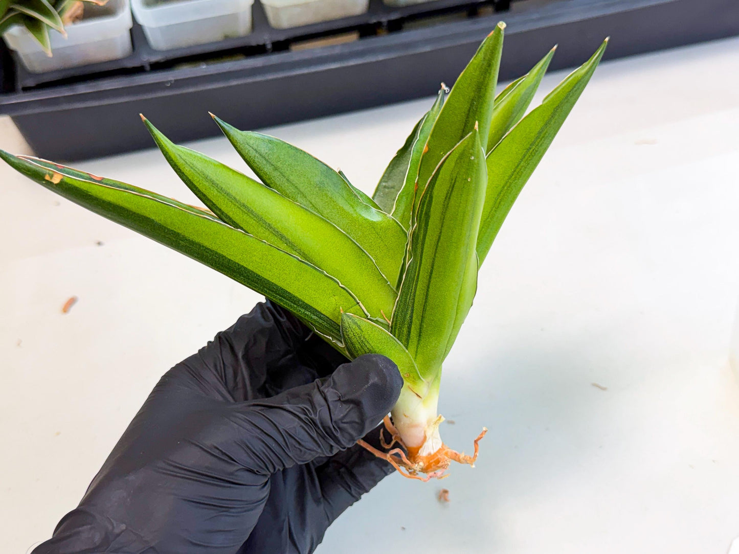 Sansevieria Adaman Var (ca4) (4) | Imported House Plants