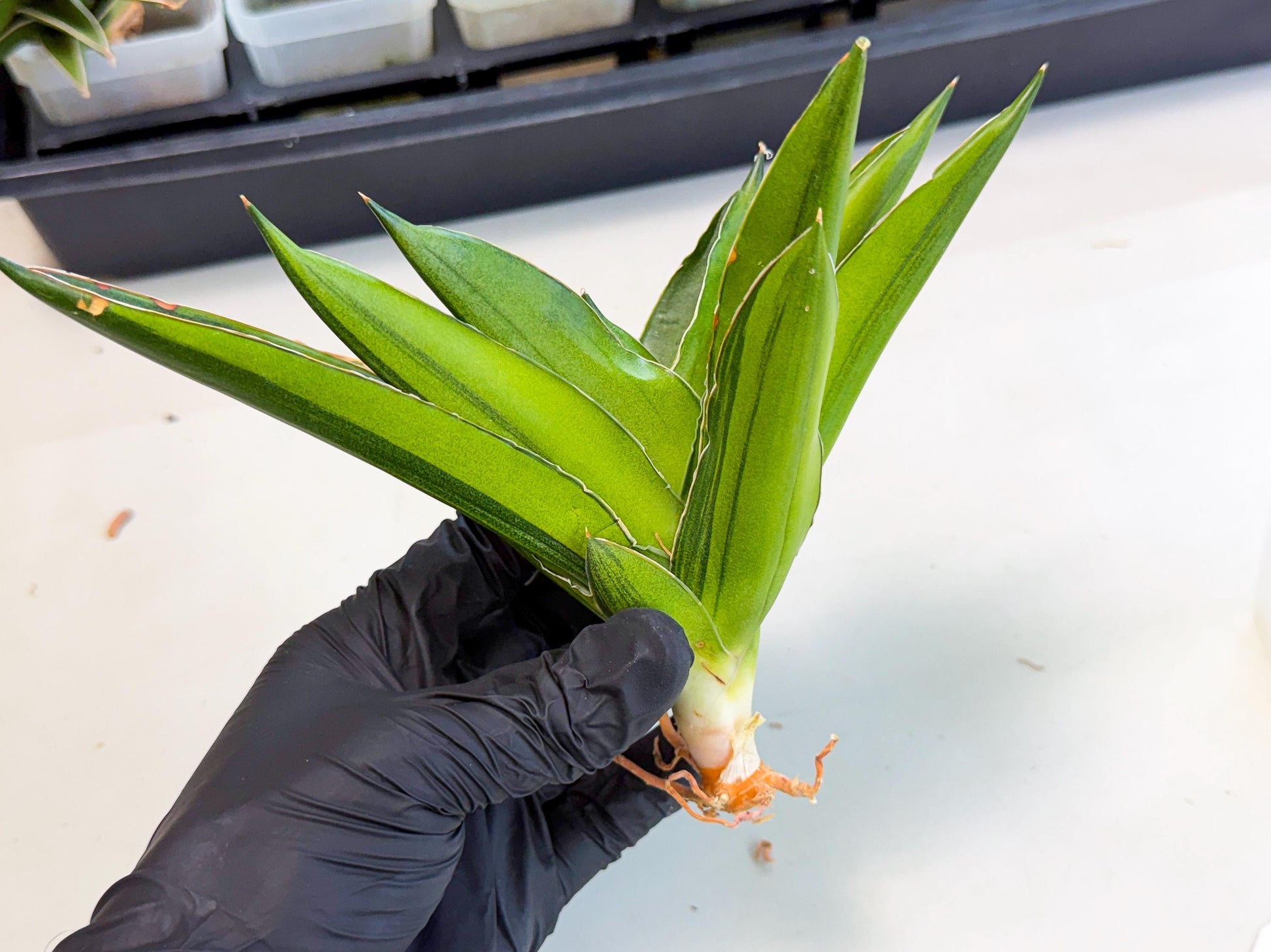 Sansevieria Adaman Var (ca4) (4) | Imported House Plants