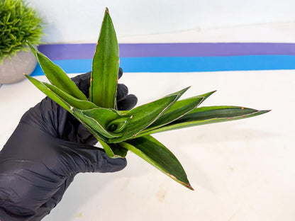 Sansevieria Adaman Var (ca4) (4) | Imported House Plants