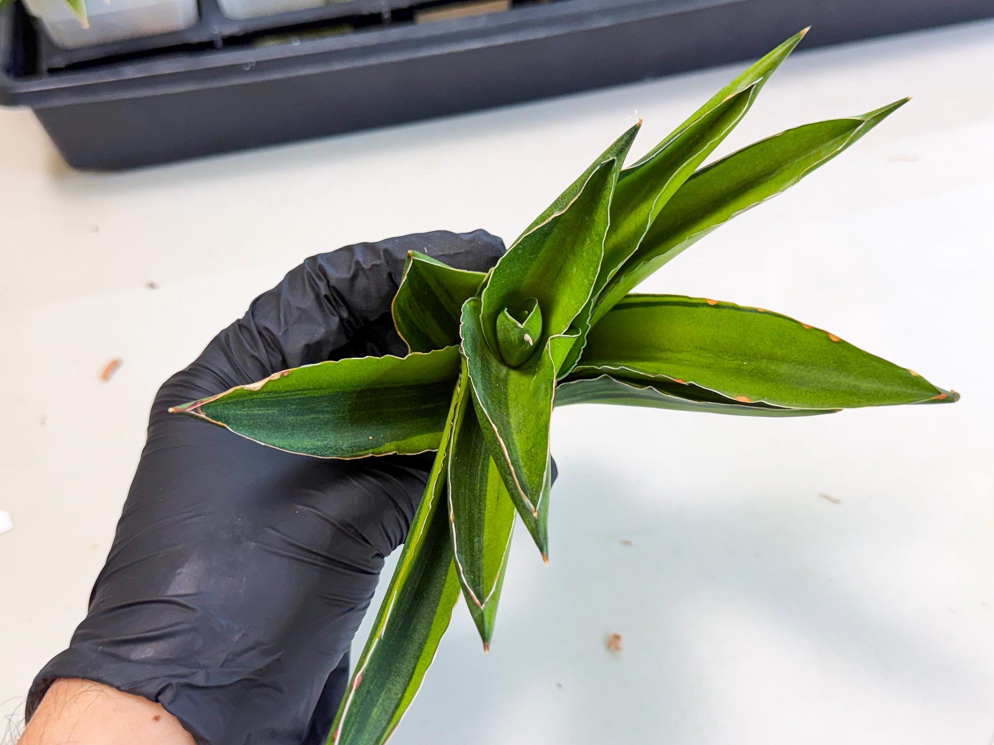 Sansevieria Adaman Var (ca4) (4) | Imported House Plants