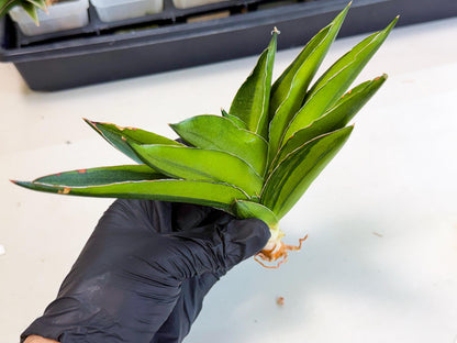 Sansevieria Adaman Var (ca4) (4) | Imported House Plants