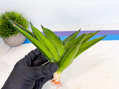 Sansevieria Adaman Var (ca4) (4) | Imported House Plants