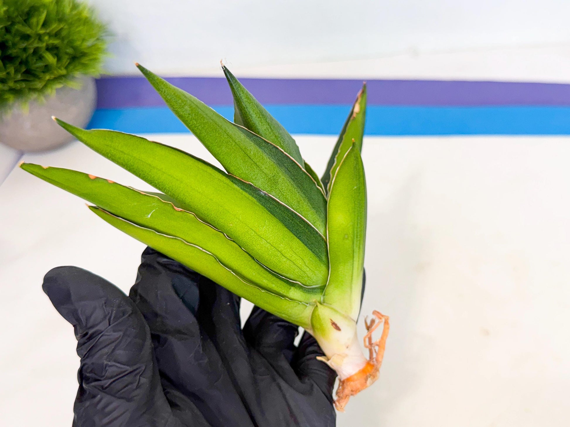Sansevieria Adaman Var (ca4) (4) | Imported House Plants