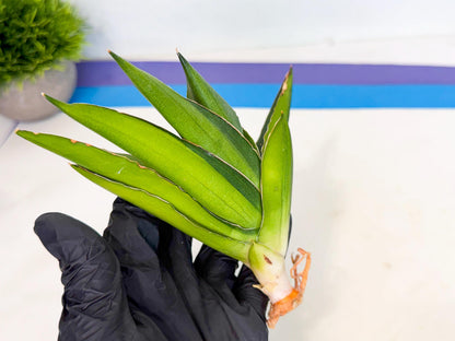 Sansevieria Adaman Var (ca4) (4) | Imported House Plants