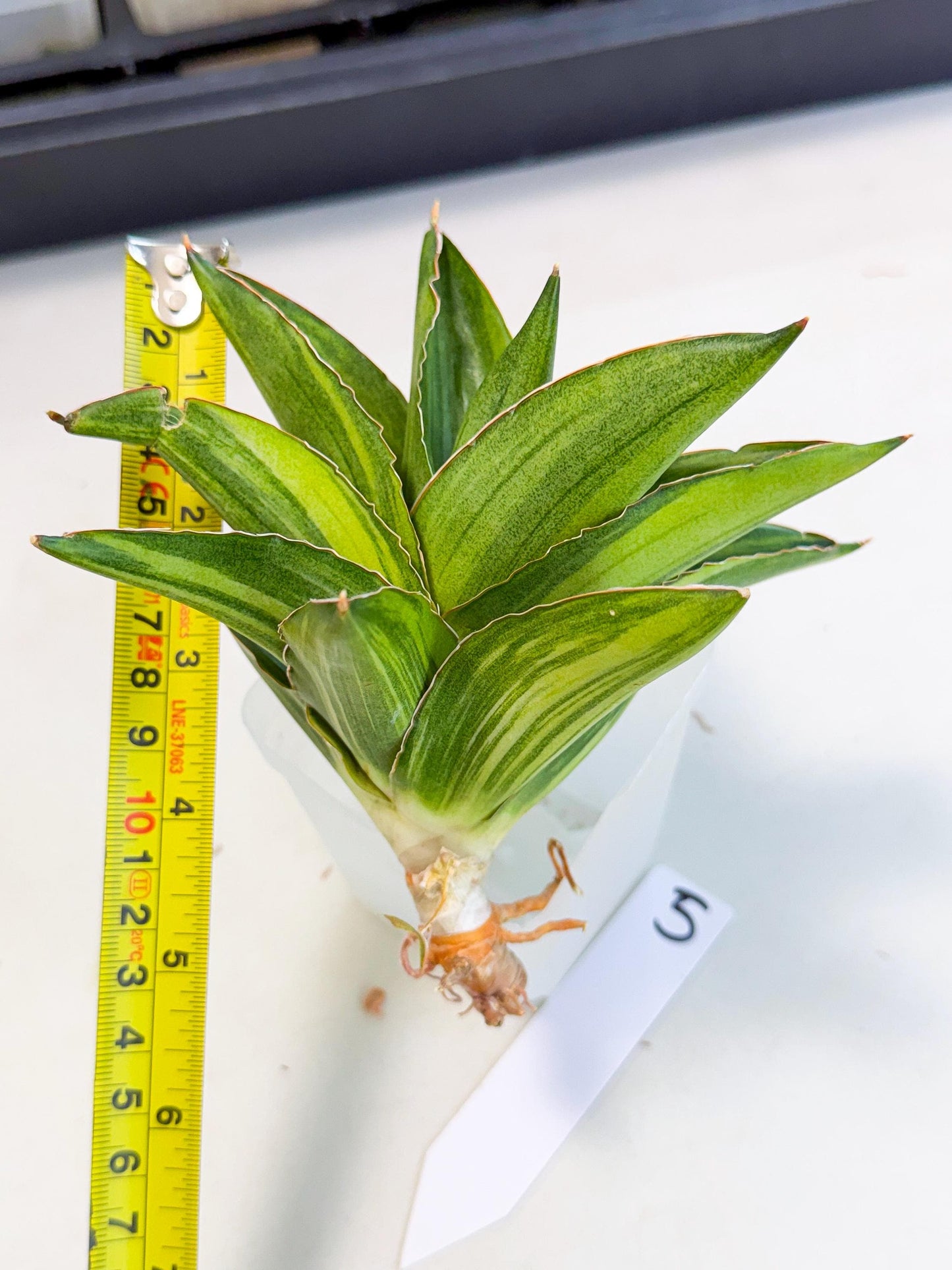 Sansevieria Adaman Var (ca4) (5) | Imported House Plants
