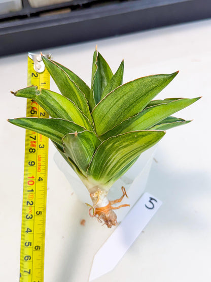 Sansevieria Adaman Var (ca4) (5) | Imported House Plants