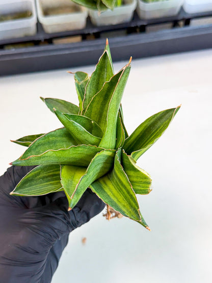 Sansevieria Adaman Var (ca4) (5) | Imported House Plants