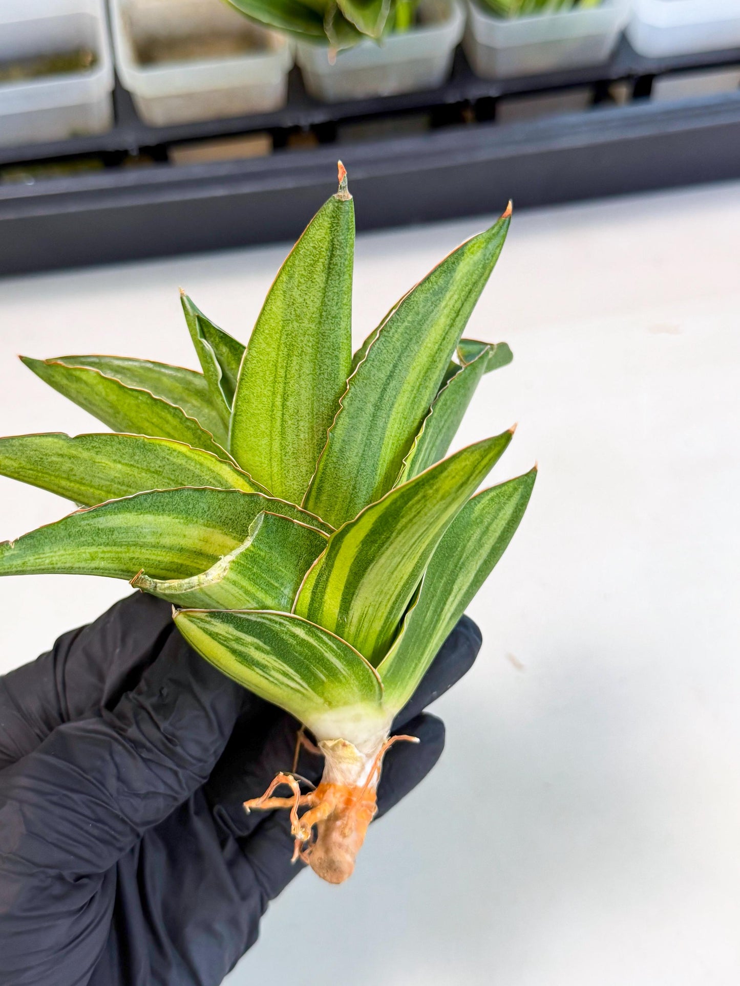 Sansevieria Adaman Var (ca4) (5) | Imported House Plants