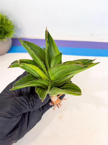 Sansevieria Adaman Var (ca4) (5) | Imported House Plants