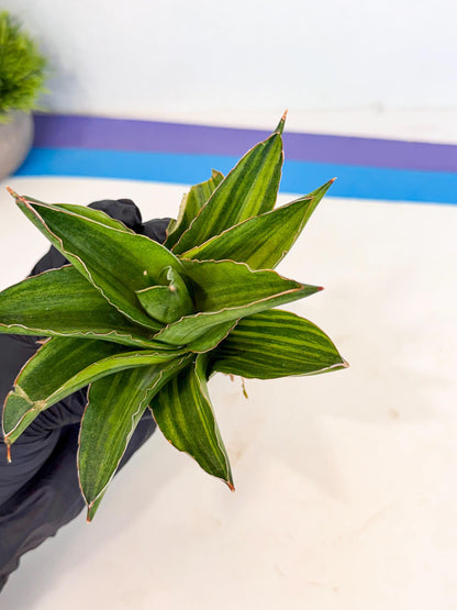 Sansevieria Adaman Var (ca4) (5) | Imported House Plants