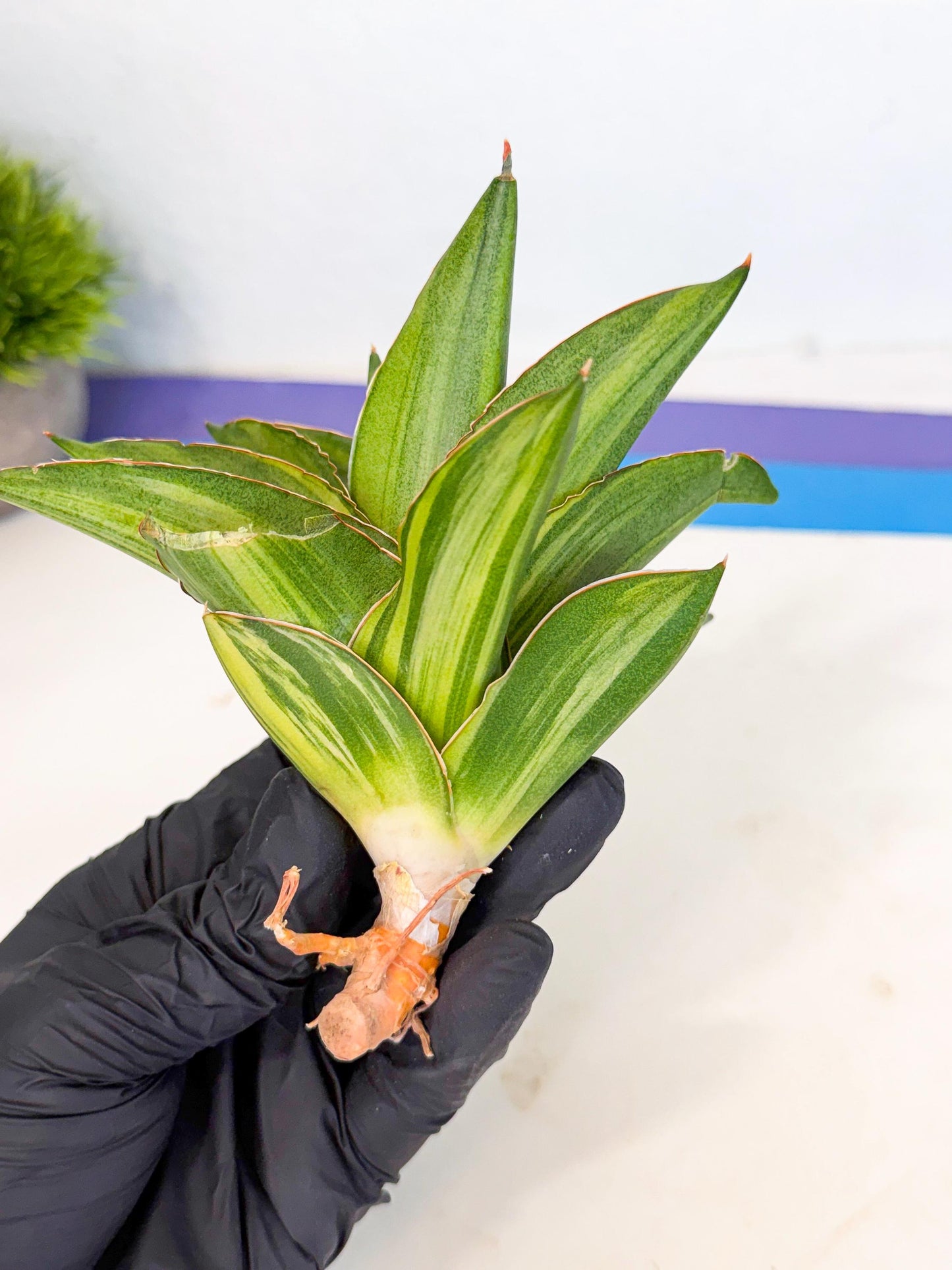 Sansevieria Adaman Var (ca4) (5) | Imported House Plants