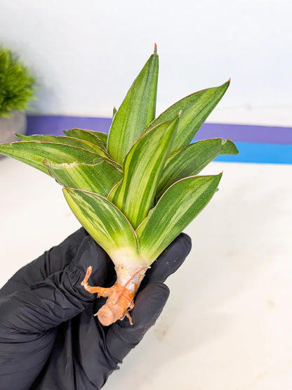 Sansevieria Adaman Var (ca4) (5) | Imported House Plants
