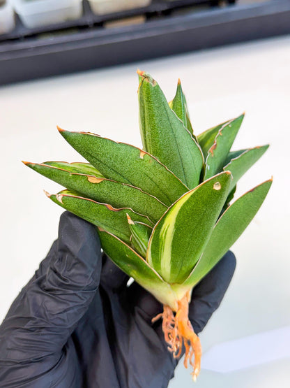Sansevieria Adaman Var (ca4) (6) | Imported House Plants