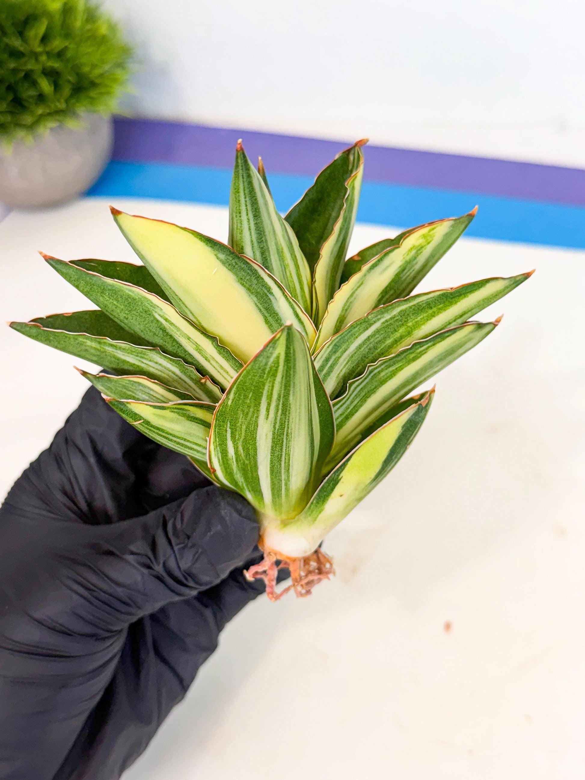 Sansevieria Adaman Var (ca4) (6) | Imported House Plants
