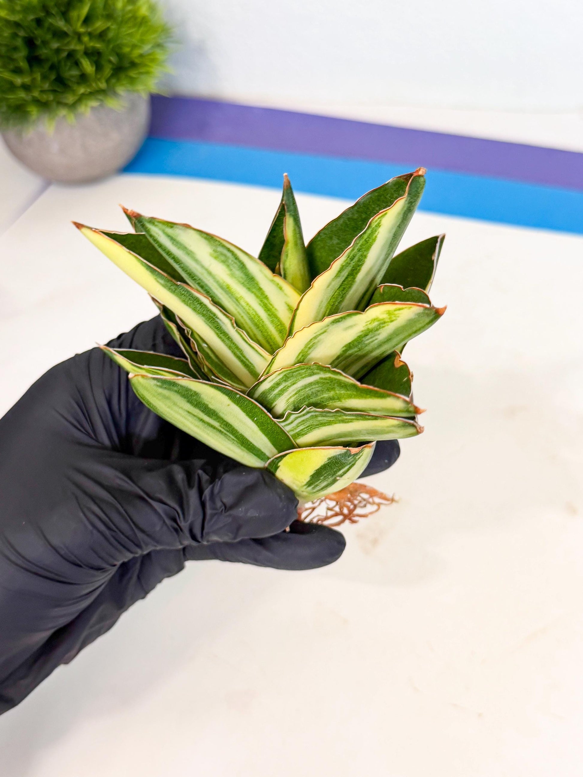 Sansevieria Adaman Var (ca4) (6) | Imported House Plants