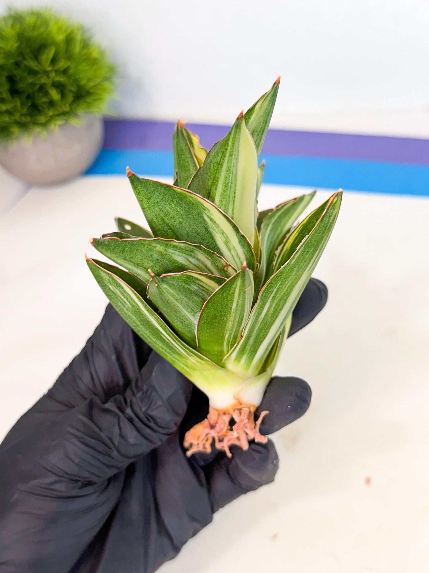 Sansevieria Adaman Var (ca4) (6) | Imported House Plants