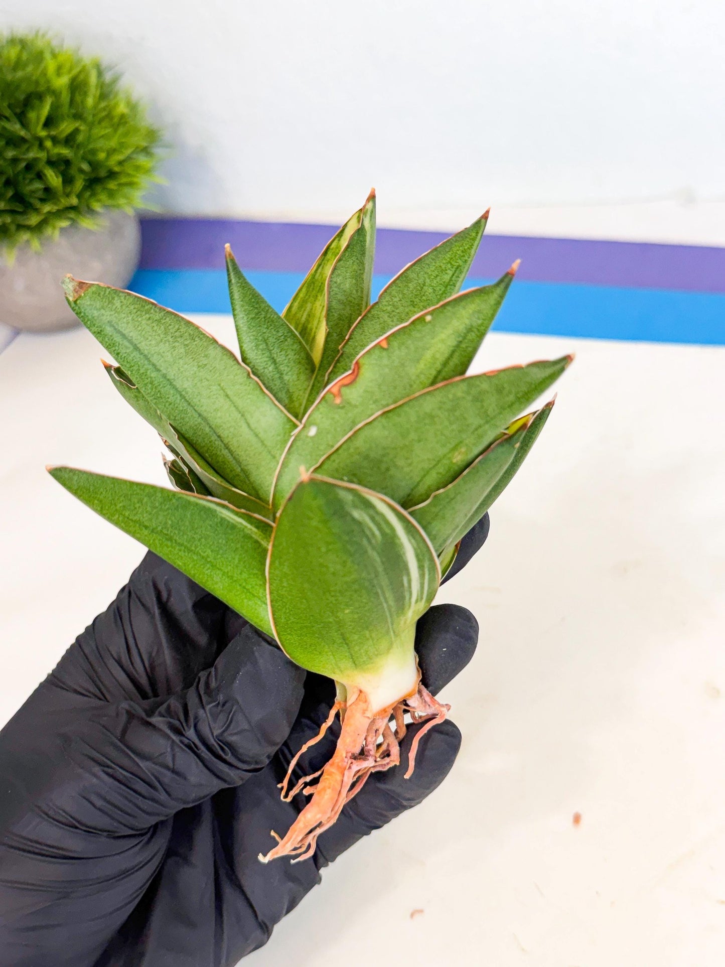 Sansevieria Adaman Var (ca4) (6) | Imported House Plants