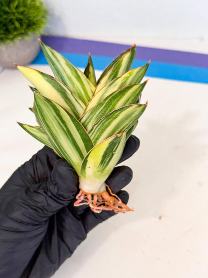 Sansevieria Adaman Var (ca4) (6) | Imported House Plants