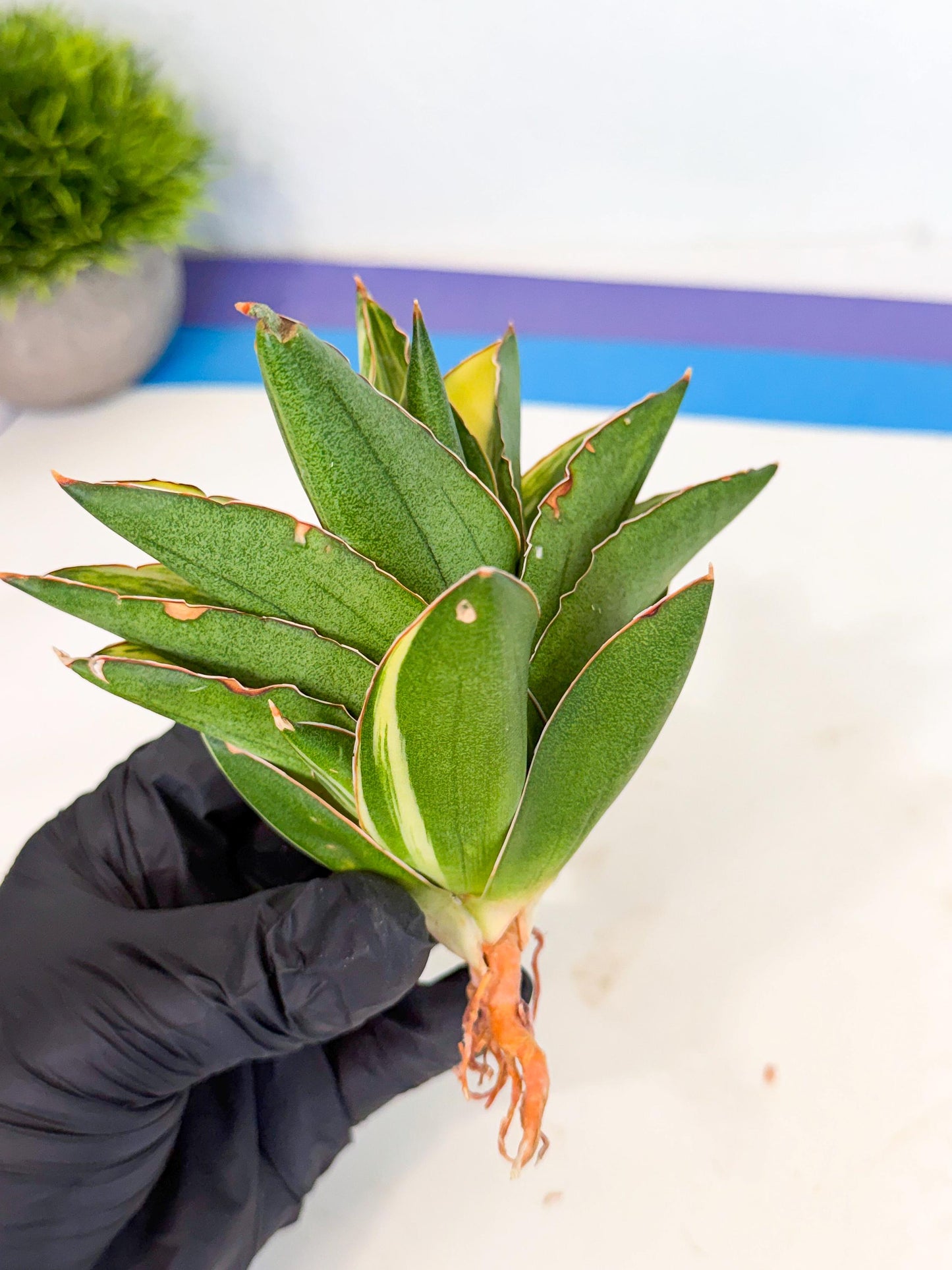 Sansevieria Adaman Var (ca4) (6) | Imported House Plants