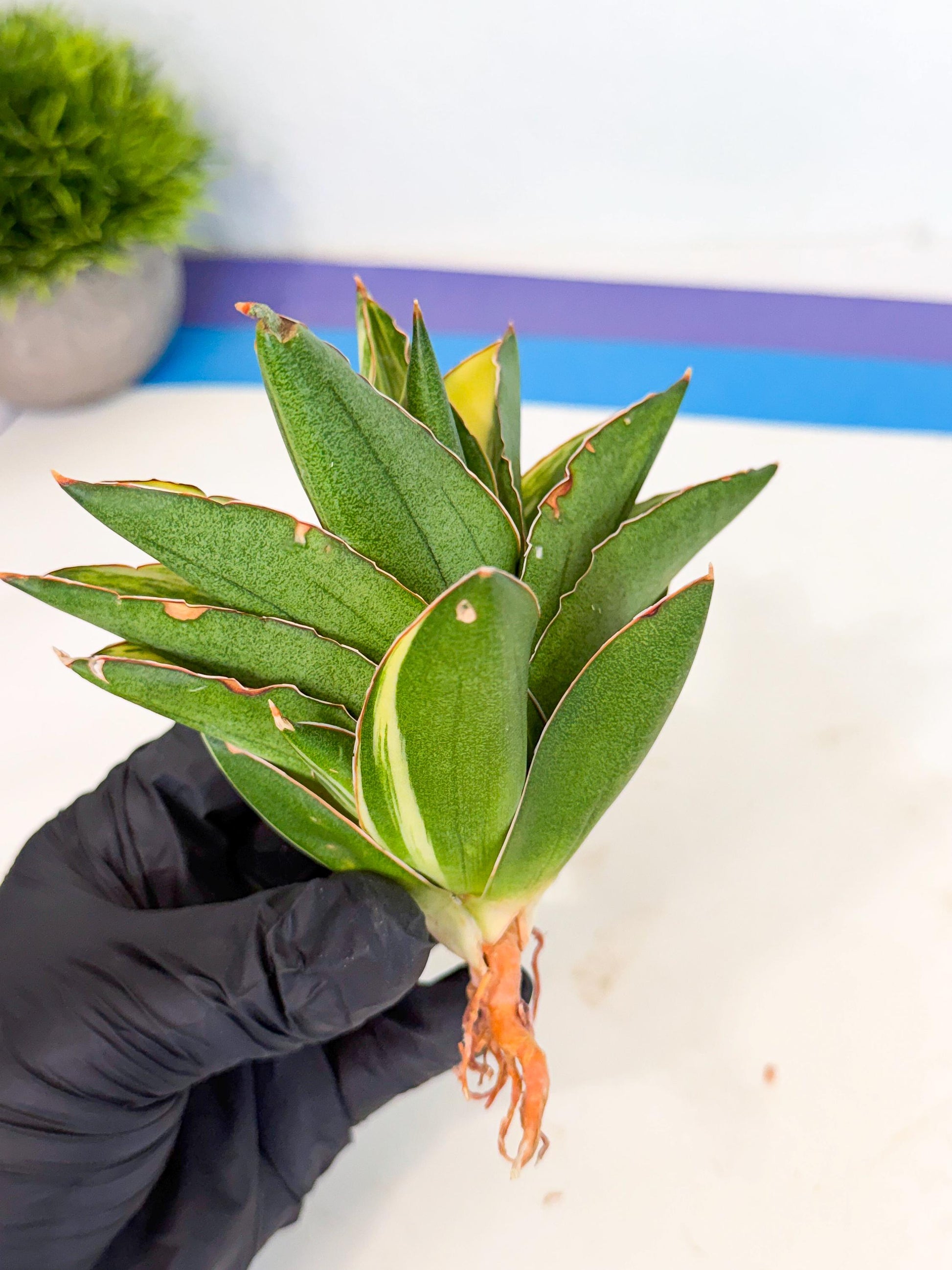 Sansevieria Adaman Var (ca4) (6) | Imported House Plants